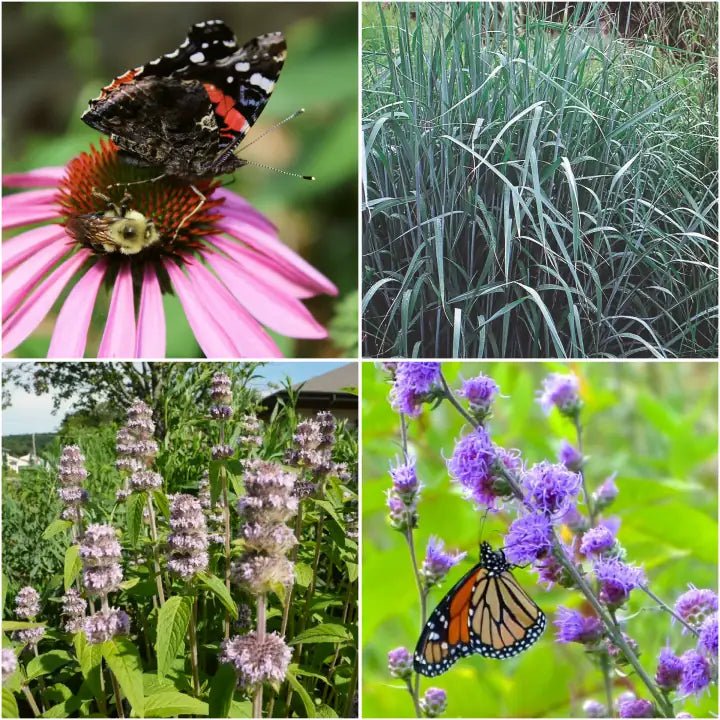 Purple Pollinator Pleaser 12-Plant Collection Plants - Garden for Wildlife