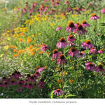 Purple Pollinator Pleaser 12-Plant Collection Plants - Garden for Wildlife