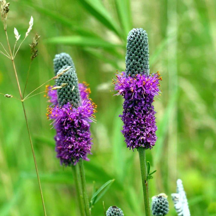 Purple Prairie Clover Plant Sets Plants - Garden for Wildlife