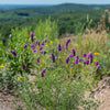 Purple Prairie Clover Plant Sets Plants - Garden for Wildlife