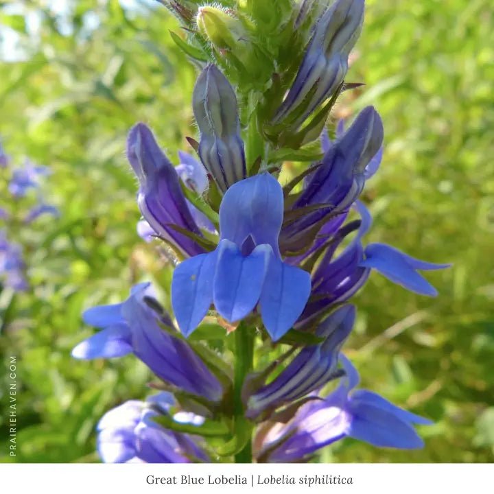 Rain Garden 12-Plant Collection Plants - Garden for Wildlife