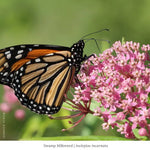 Rain Garden 12-Plant Collection Plants - Garden for Wildlife