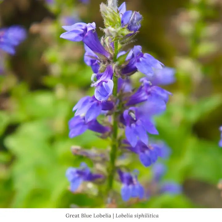 Rain Garden 12-Plant Collection Plants - Garden for Wildlife