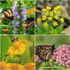 Rain Garden 12-Plant Collection Plants - Garden for Wildlife