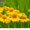 Rain Garden 12-Plant Collection Plants - Garden for Wildlife