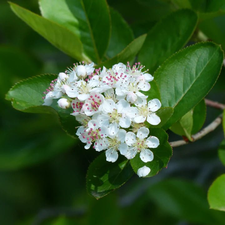 Red Chokeberry Shrub Plants - Garden for Wildlife