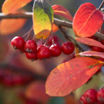 Red Chokeberry Shrub Plants - Garden for Wildlife