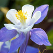 Rocky Mountain Columbine Plant Sets Plants - Garden for Wildlife