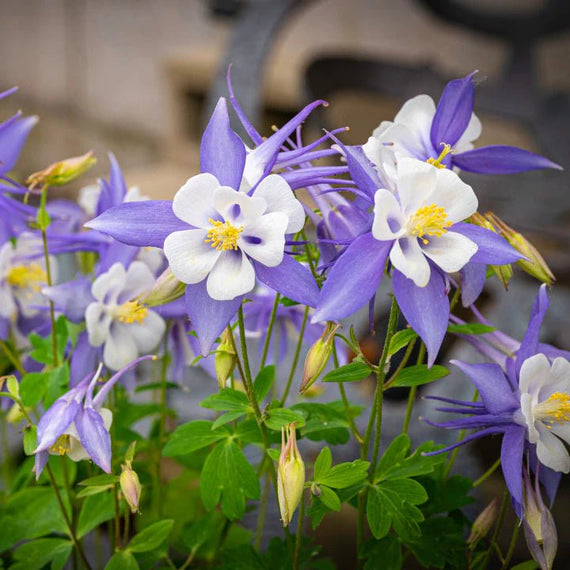 Rocky Mountain Columbine Plant Sets Plants - Garden for Wildlife