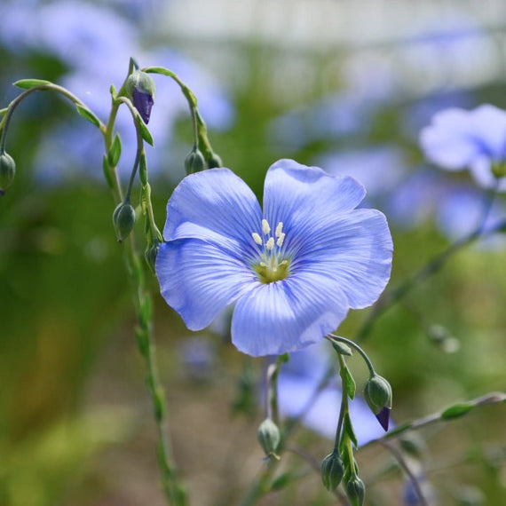 Rocky Mountain Radiance Plants - Garden for Wildlife