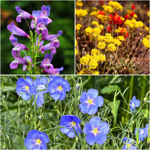 Rocky Mountain Radiance Plants - Garden for Wildlife