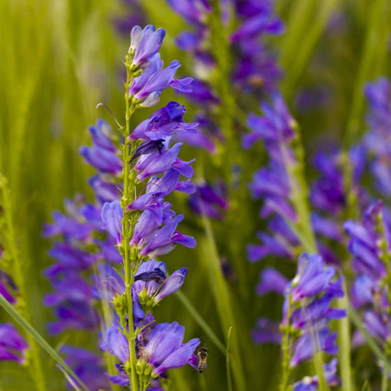 Rocky Mountain Radiance Plants - Garden for Wildlife