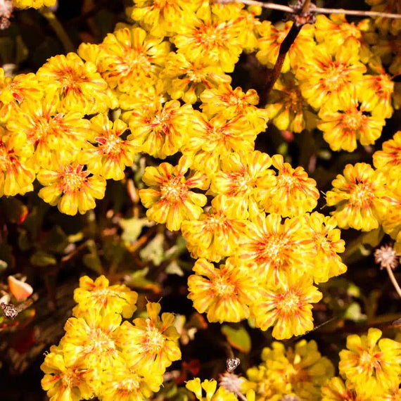 Rocky Mountain Radiance Plants - Garden for Wildlife