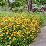 Rocky Ridge Rush Plants - Garden for Wildlife