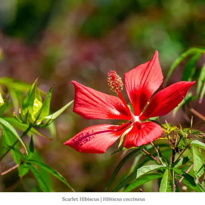Scarlet Hibiscus Shrub Plants - Garden for Wildlife