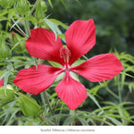 Scarlet Hibiscus Shrub Plants - Garden for Wildlife