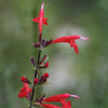 Scarlet Sage Plant Sets Plants - Garden for Wildlife