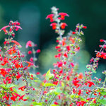 Scarlet Sage Plant Sets Plants - Garden for Wildlife