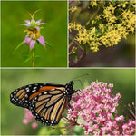 Scent-sational Blooms Plants - Garden for Wildlife