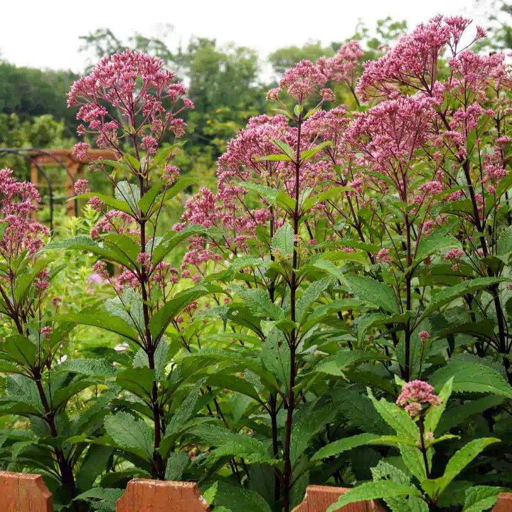 Shady Sanctuaries Plants - Garden for Wildlife