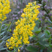 Showy Goldenrod Plant Sets Plants - Garden for Wildlife