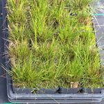 Side Oats Grama Grass Plant Sets Plants - Garden for Wildlife