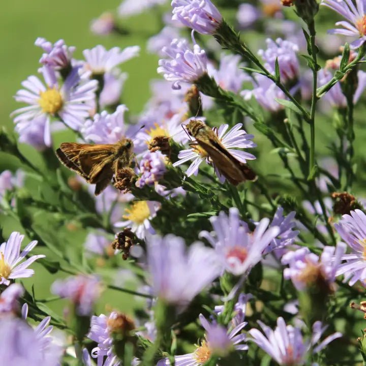 Smooth Blue Aster Plant Sets Plants - Garden for Wildlife