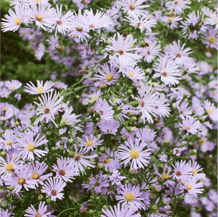 Smooth Blue Aster Plant Sets Plants - Garden for Wildlife