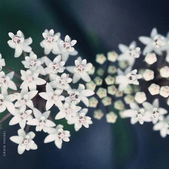 Snowy Milkweed Plant Sets Plants - Garden for Wildlife