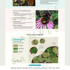 Spicebush Shrub Plants - Garden for Wildlife