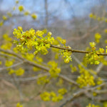 Spicebush Shrub Plants - Garden for Wildlife