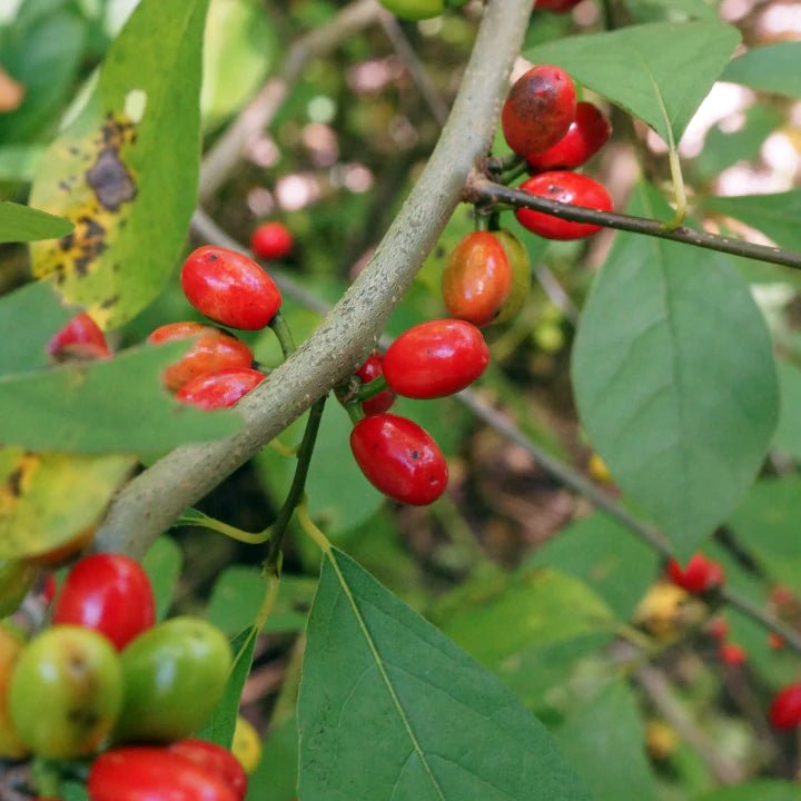Spicebush Shrub Plants - Garden for Wildlife