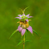 Spotted Bee Balm Plant Sets Plants - Garden for Wildlife