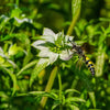Spotted Bee Balm Plant Sets Plants - Garden for Wildlife