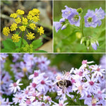 Spring Bee Buffet 6-Plant Collection Plants - Garden for Wildlife