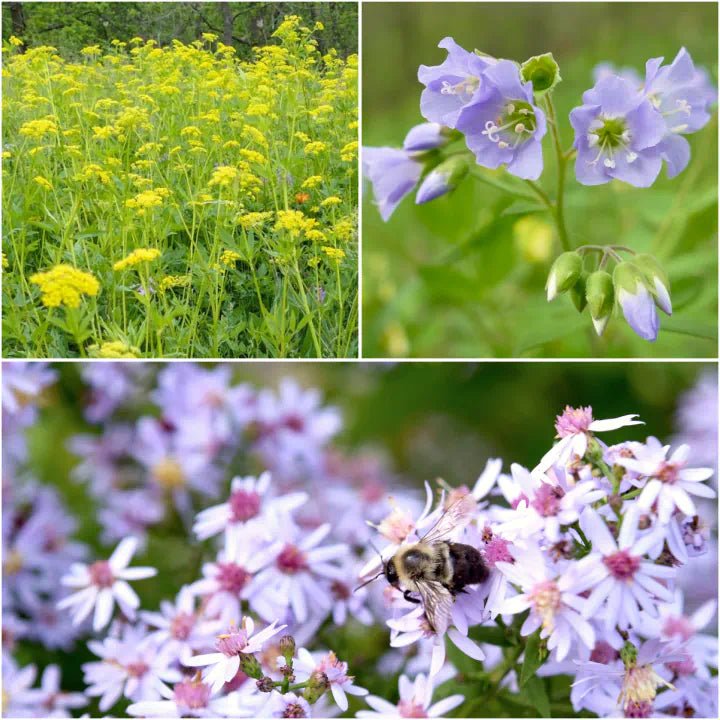 Spring Bee Buffet Plants - Garden for Wildlife