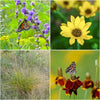 Summer Songbird Plant Collections (II) Plants - Garden for Wildlife