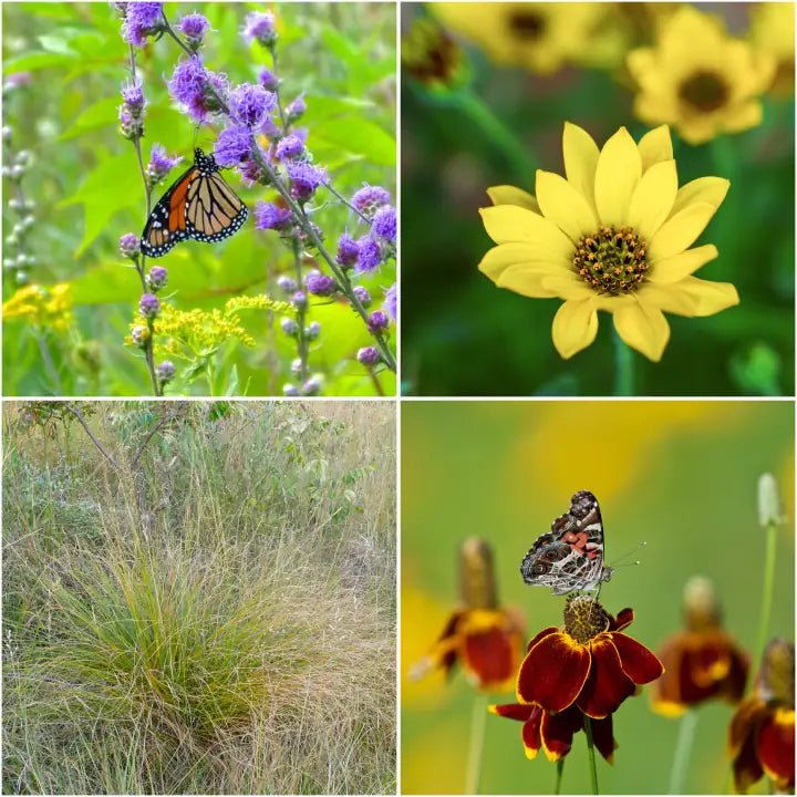 Summer Songbird Plant Collections (II) Plants - Garden for Wildlife