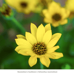 Summer Songbird Plant Collections (II) Plants - Garden for Wildlife