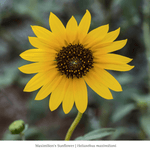 Summer Songbird Plant Collections (II) Plants - Garden for Wildlife