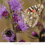 Summer Songbird Plant Collections (II) Plants - Garden for Wildlife