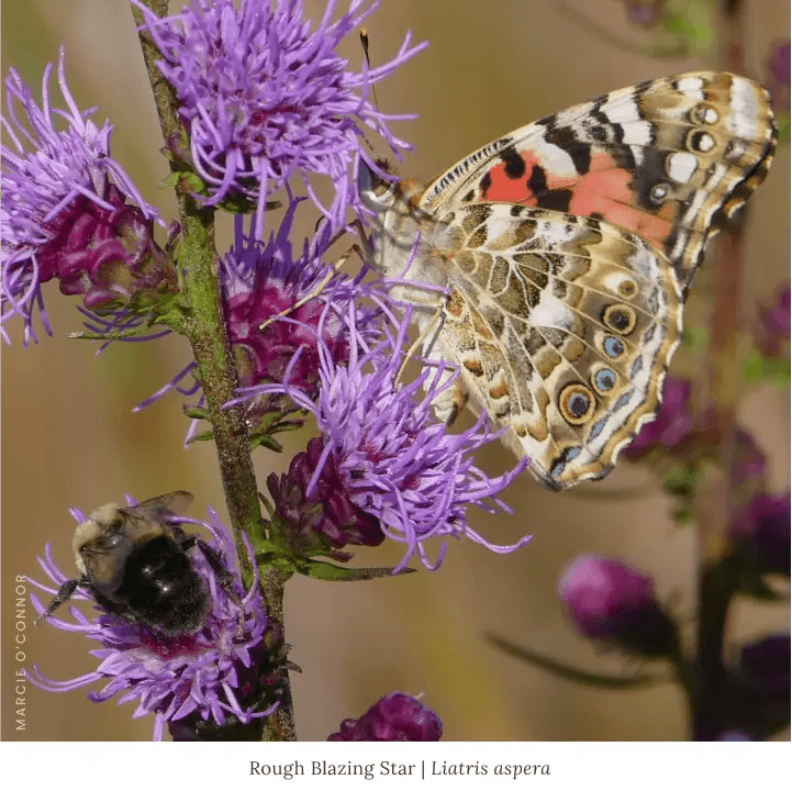 Summer Songbird Plant Collections (II) Plants - Garden for Wildlife