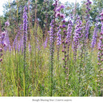Summer Songbird Plant Collections (II) Plants - Garden for Wildlife