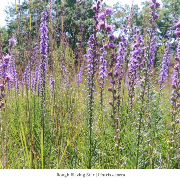 Summer Songbird Plant Collections (II) Plants - Garden for Wildlife