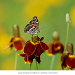 Summer Songbird Plant Collections (II) Plants - Garden for Wildlife