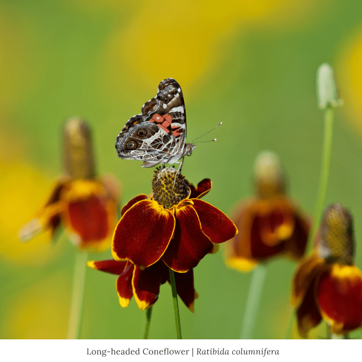 Summer Songbird Plant Collections (II) Plants - Garden for Wildlife