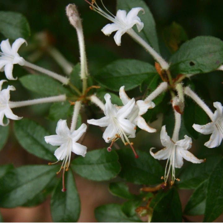 Swamp azalea hot sale