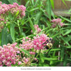 Swamp Milkweed 3-Plant Set - Ships Late July Plants - Garden for Wildlife