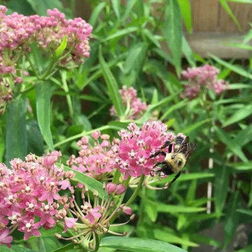 Swamp Milkweed Plant Sets (II) Plants - Garden for Wildlife