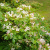Sweet Azalea Shrub Plants - Garden for Wildlife